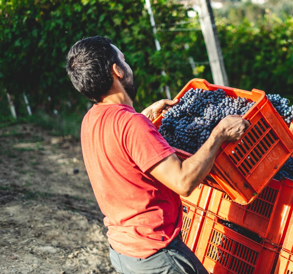 Man harvesting grapes